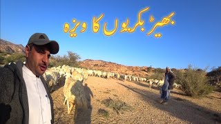 mazra life in ksa || village life in ksa ||nomadic baloch