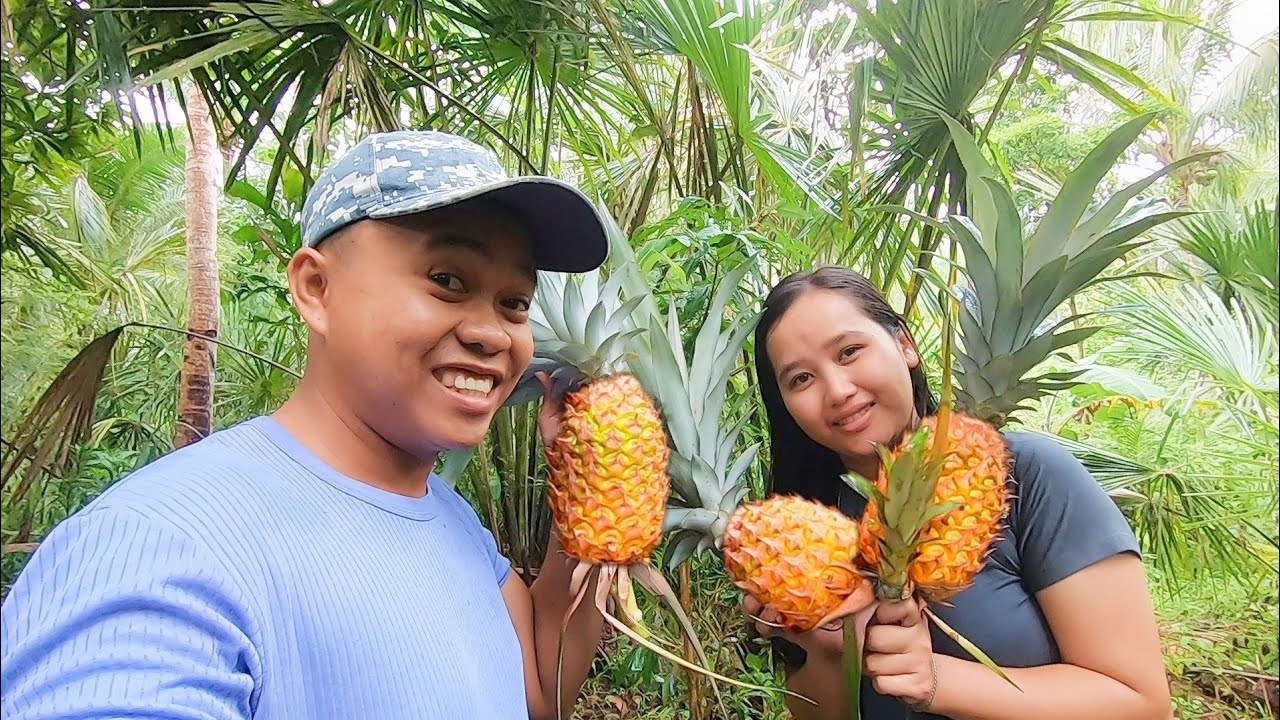 Harvesting Pineapple Youtube