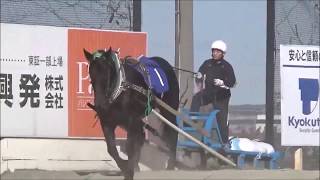 平成30年度全道祭典ばん馬1歳馬決勝大会