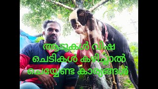 ആടുകൾ കഴിക്കാൻ പാടില്ലാത്ത ഇല വർഗ്ഗങ്ങൾ, ഇവ കഴിച്ചാൽ ചെയ്യേണ്ട കാര്യങ്ങൾ.