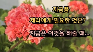 제라 호시절을 계속 누리고 싶다고요?  지금 이거 해 주세요 (2025/01/25)