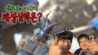 1탄)레전드와의 만남!!사슴벌레 채집하기ㅋㅋㅋ100마리 잡을수있을까??