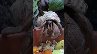 Hermit crab snacking some food ❤️