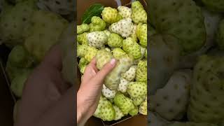 Noni  What Do You Know About This Fruit ? #satisfying #short