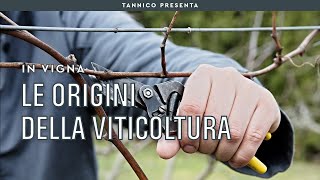 Le origini della viticoltura e la storia della vite | Tannico Flying School