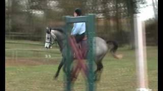 148cm 6 years dapple grey gelding