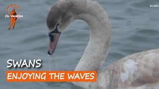 Swan Family Diving and Gliding on Water | Relaxing Birdwatching | Nature, Birds, Rügen, BibBobBib