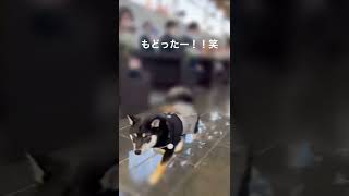 【柴犬5ヶ月】結婚式でリングドッグ💍に挑戦する黒柴5ヶ月の男の子。成功するのか？！