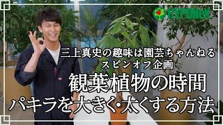 🍀04:パキラを大きく・太くする方法　三上真史の趣味は園芸ちゃんねる/スピンオフ企画【観葉植物の時間】