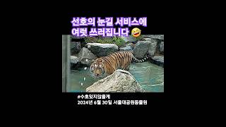 극성팬들 난리남~#시베리아호랑이 #멸종위기종 #tiger #animals #zoo #서울대공원_동물원