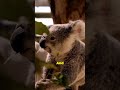 Adorable Facts About Koalas 🐨 #Koalas #WildlifeFacts #AustralianWildlife