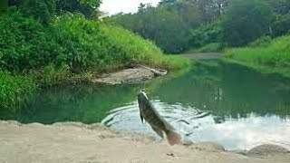 Mancing Nila liar di sungai pesta strek ikan Nila Babon