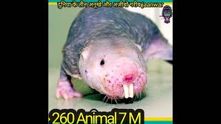 😲दुनिया के तीन सबसे अनुखे और अजीब जानवर #short #animal #youtubeshorts #youtube #viral #अजीब #jaanwar