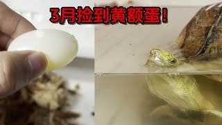 3月捡到黄额蛋，手足无措呀，顺便汇报黄额饲养情况~