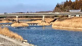 川面スレスレを滑空競争する白鳥（スワンレース）＠栃木県壬生町黒川の飛来地2022