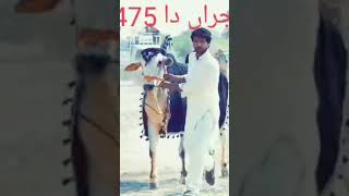 تگڑا چیمپئن پینتھر بیل گجراں دا 475+221