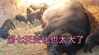 这种母猪乳汁就是好！仔猪出生时骨瘦如柴7天后竟然是这样子