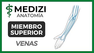 Anatomía de Miembro Superior (MMSS) - Venas (