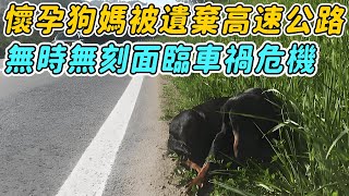 懷孕狗媽被遺棄高速路，隨時面臨車禍危險，被救後牠不斷流淚感謝恩人