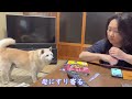 笑っちゃうくらい可愛い柴犬のにゃんにゃんポーズ