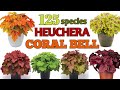 125 Coral Bells Plant Varieties/ Heuchera Plant varieties names / Plant and planting