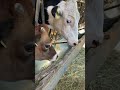 🐄牛の食事に🐑羊も参加する六甲山牧場💕😊