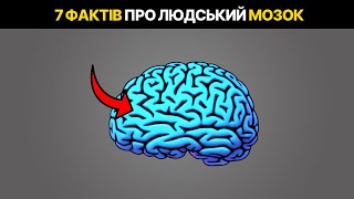 7 незвичайних ФАКТІВ, які ви могли не знати про МОЗОК | Усе про МОЗОК за 4 хвилини українською мовою