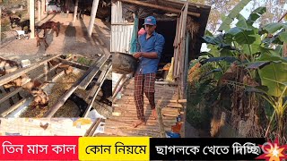 দীর্ঘ তিন মাস,,,,,, কোন নিয়মে ছাগলকে খেতে দেওয়া হচ্ছে#goat #india #animals 🌱🐐🐐💥