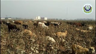 Off-season Management of Pink bollworm