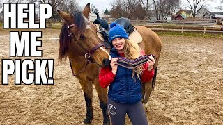 Fitting Tack To My AQHA Horse! Choosing A Bitless Bridle, Color, \u0026 Saddle