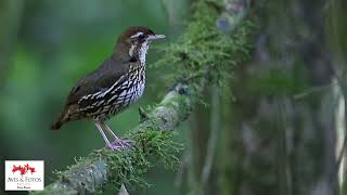 Tovaca-campainha  (Chamaeza campanisona)  Short-tailed Antthrush