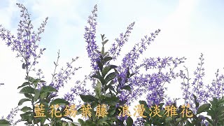 藍花錫葉藤 - 浪漫淡雅花