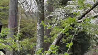 【水戸市】偕楽園桜山の桜