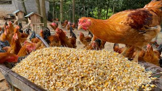 TIMELAPSE: 160 Days of Raising Capons on a Chicken Farm - Work, Agriculture, Farmer, and livestock