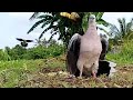 Si Gading Tekukur Pikat.. Suara tekukur enak labuan.. Pikat Tekukur 2020 ( spotted dove )