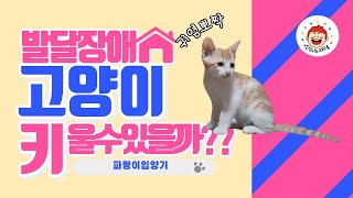 [발달장애]신의노리터-고양이를 키울 수 있을까?