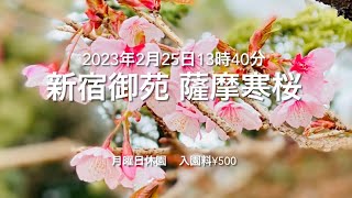 【東京の桜2】新宿御苑 薩摩寒桜