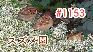 スズメさんの日常#1153/神奈川県