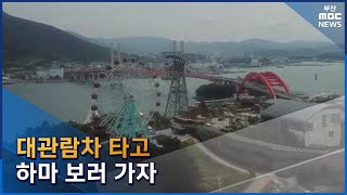 대관람차 타고 하마 보러 가자 (2023-05-29,월/뉴스데스크/부산MBC)