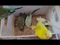 10 hr happy singing u0026 eating parakeet budgies birds reduce stress of lonely quiet birds