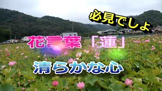 姫路市夢前町[蓮の花苑](^///^)