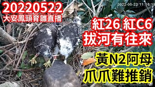 20220522 紅26 紅C6 拔河有往來 黃N2 阿母爪爪難推銷  精華回顧 - 大安森林公園鳳頭蒼鷹育雛直播