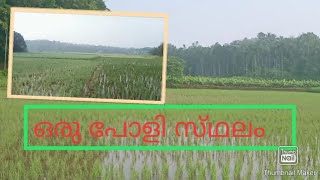 ഒരു നെൽവയൽ കാണാൻ പ്പോയപ്പോൾ