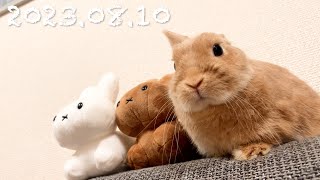 毎日の30秒ひなちゃん🐰✨【2023.0810のひな】[うさぎ]