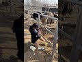 crazy way to collect ostrich eggs