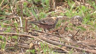 ハギマシコ(Rose Finch)の群れ