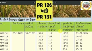 Important information about PR 126 and PR 131 126ਅਤੇ 131ਝੋਨੇ ਦੀ ਪਨੀਰੀ , ਪਨੀਰੀ ਦੀ ਉਮਰ ਕੁਲ ਸਮੇਂ ਸਬੰਧੀ