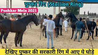 देखिए पुष्कर की सरकारी रिंग में आए ये बेहतरीन घोड़े रिंग के अंदर ! Pushkar Mela 2021