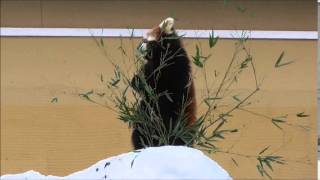 2015年2月10日　雪あかりの旭山動物園　レッサーパンダ　友友