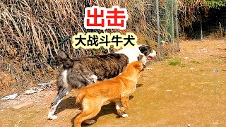 中亚猎狼犬飞速成长，4个月和成年德牧一样大，法斗被它欺负的毫无抵抗力